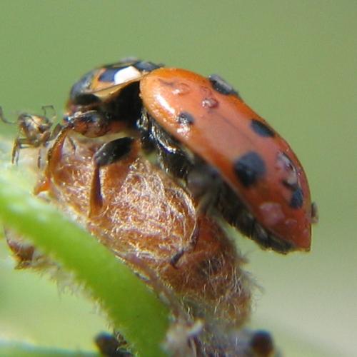 Réf. 13 942 : Dinocampus coccinellae