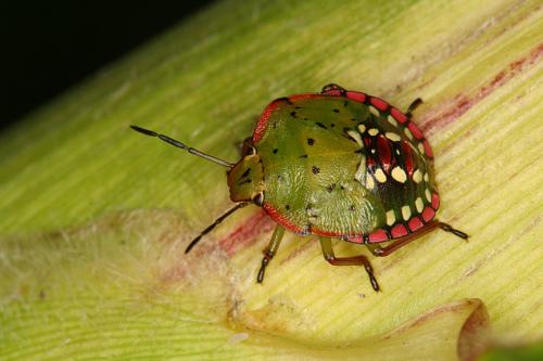 Réf. 13 067 : Nezara viridula