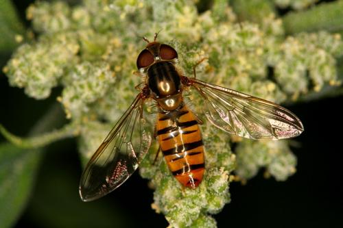 Episyrphus balteatus