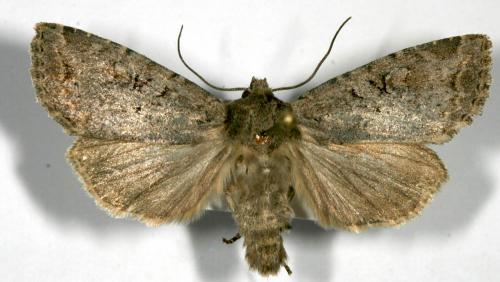 Apterogenum ypsillon