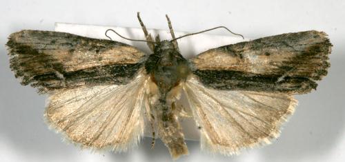 Bryophila raptricula