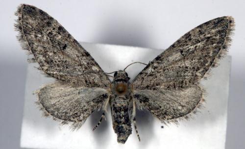 Réf. 13 815 : Eupithecia innotata