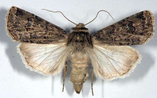 Réf. 13 818 : Agrotis bigramma