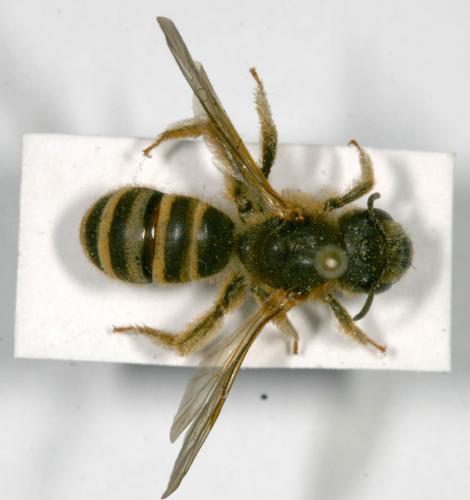Réf. 13 844 : Halictus scabiosae