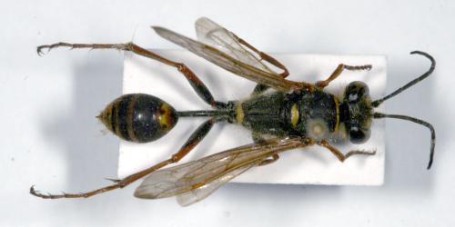 Réf. 13 733 : Sceliphron curvatum