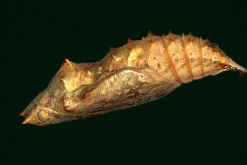 Aglais urticae