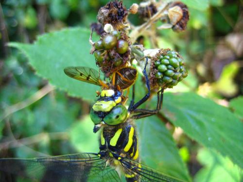 Cordulegaster boltonii