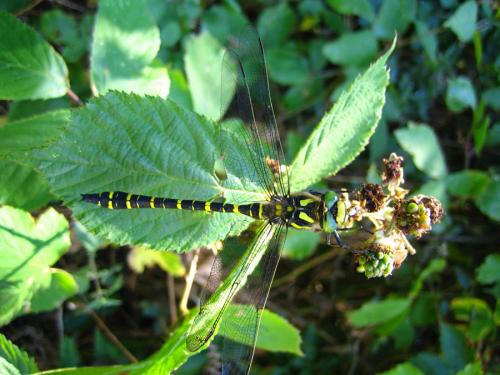 Cordulegaster boltonii
