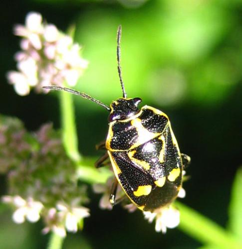 Eurydema oleracea