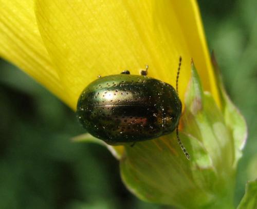 Réf. 13 465 : Chrysolina hyperici
