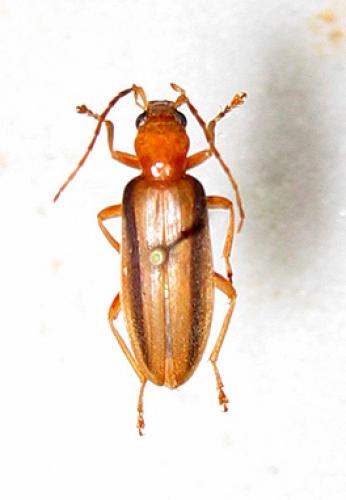 Réf. 13 297 : Oxycopis vittata