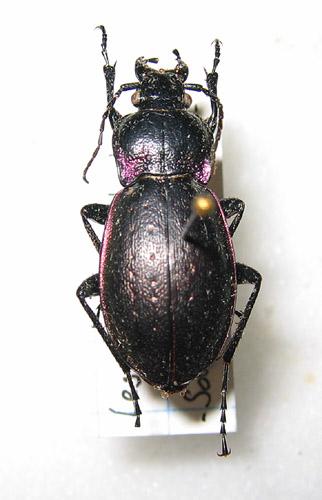 Carabus nemoralis
