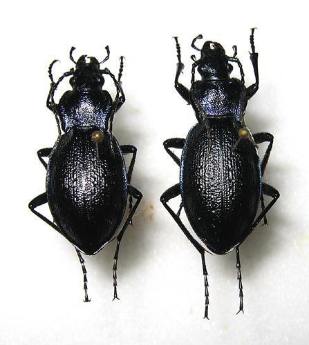 Réf. 13 832 : Carabus problematicus