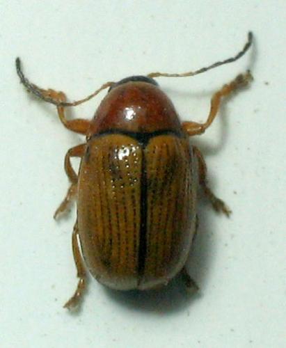 Réf. 13 268 : Cryptocephalus sp.