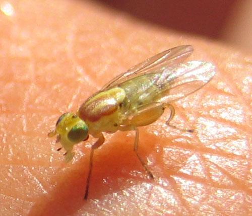 Réf. 13 385 : Meromyza sp.