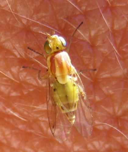 Réf. 13 386 : Meromyza sp.