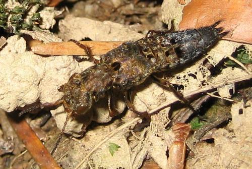 Réf. 13 711 : Ontholestes tessellatus