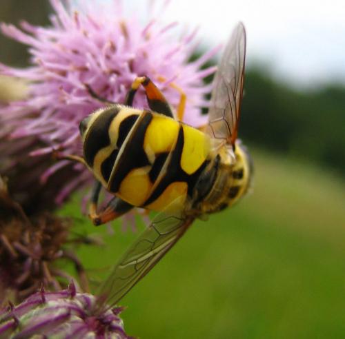Réf. 13 196 : Helophilus trivittatus