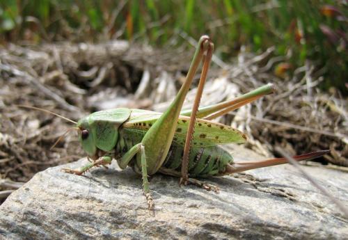 Réf. 13 011 : Decticus verrucivorus verrucivorus