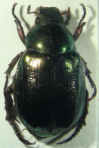 Mimela aurata