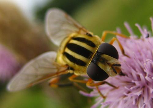 Réf. 13 197 : Helophilus trivittatus