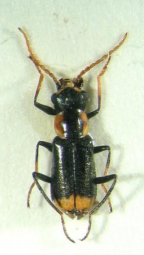 Réf. 13 759 : Axinotarsus marginalis