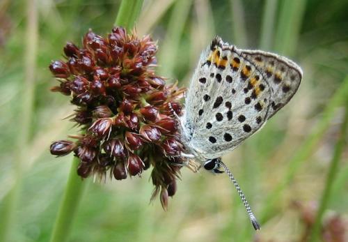 Lycaena tityrus