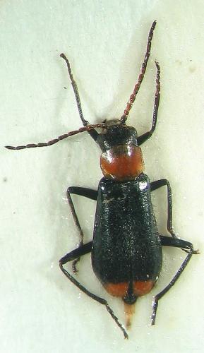 Axinotarsus ruficollis