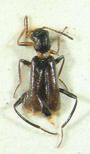 Sphinginus lobatus