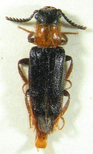 Réf. 13 805 : Malacogaster passerinii