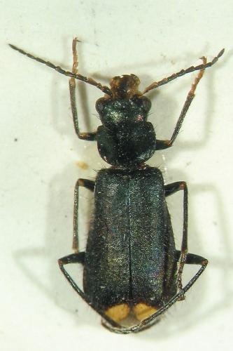 Réf. 13 863 : Clanoptilus elegans