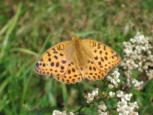 Argynnis laodice