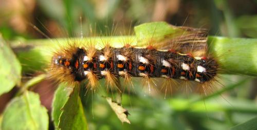 Acronicta rumicis