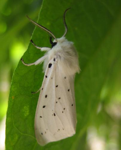 Réf. 13 642 : Spilosoma lubricipeda