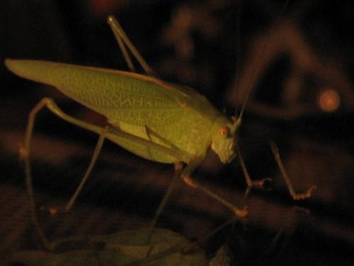 Phaneroptera nana