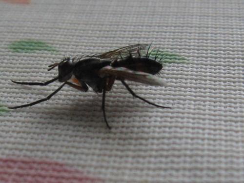 Mintho rufiventris