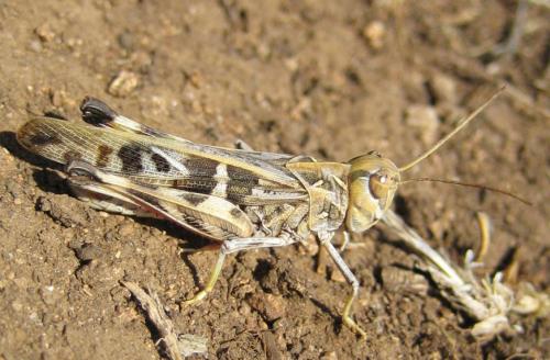 Réf. 13 949 : Oedaleus decorus