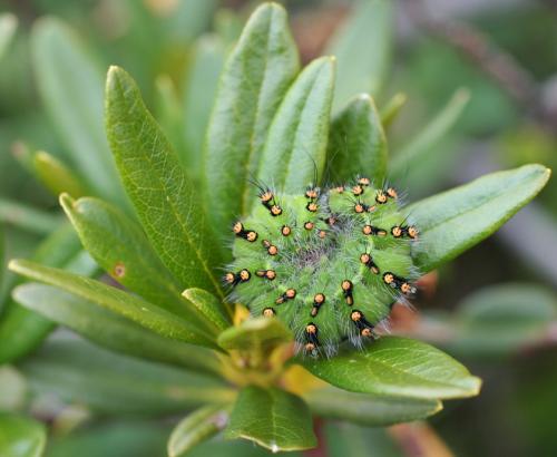 Saturnia pavonia