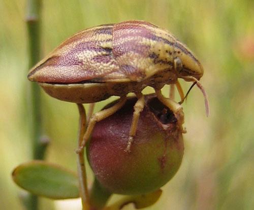 Odontotarsus purpureolineatus