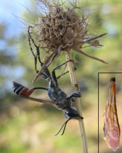 Prionyx kirbii