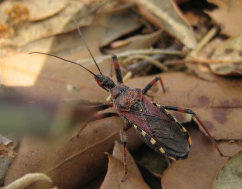 Réf. 13 331 : Rhynocoris sp.