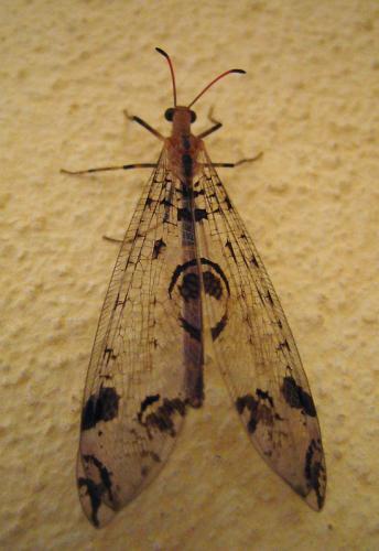 Dendroleon pantherinus