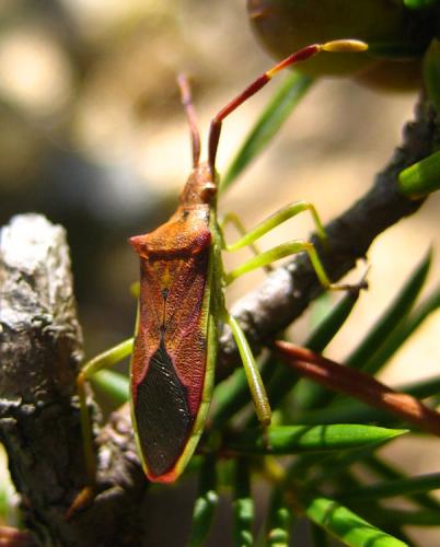 Gonocerus juniperi