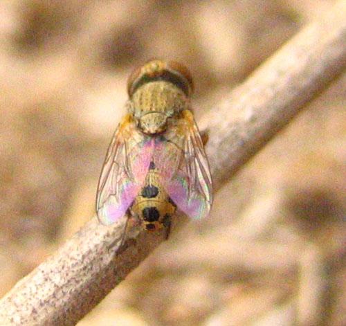 Réf. 13 252 : Apodacra sp.