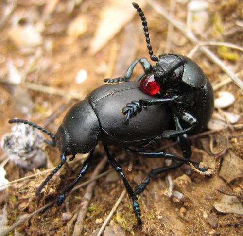Timarcha tenebricosa