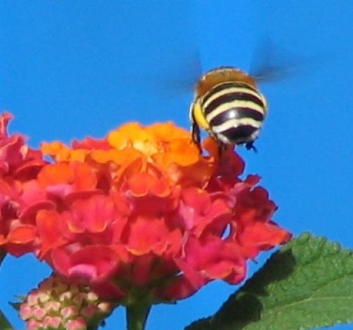 Réf. 13 257 : Amegilla quadrifasciata