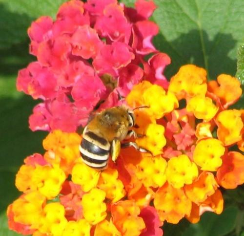 Réf. 13 258 : Amegilla quadrifasciata