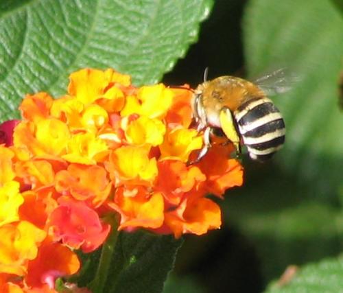 Réf. 13 259 : Amegilla quadrifasciata