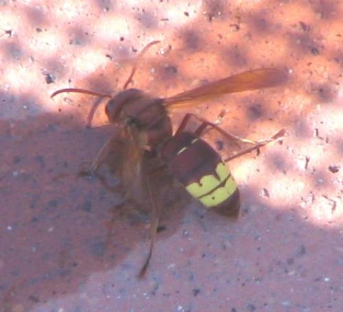 Vespa orientalis