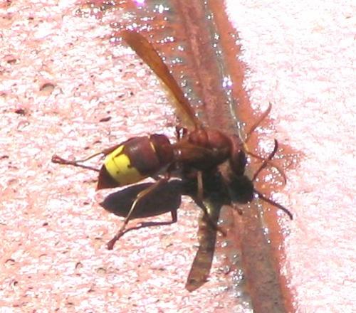 Vespa orientalis